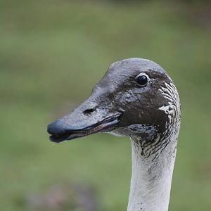 Muddy Swan at Blackbrook, 22/04/12