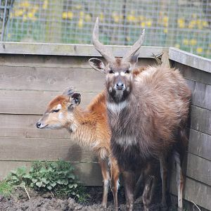 Western Sitatunga at Blackbrook, 22/04/12