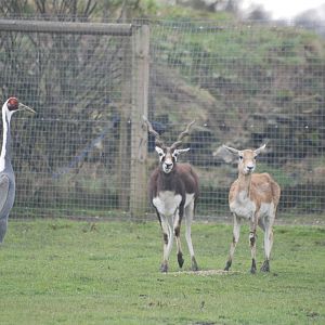 White-naped Crane and Blackbuck at Blackbrook, 22/04/12