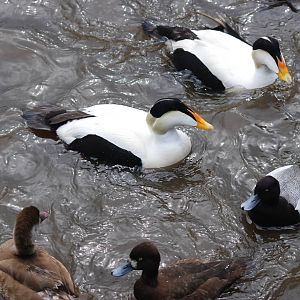 Mixed Waterfowl at Blackbrook, 22/04/12