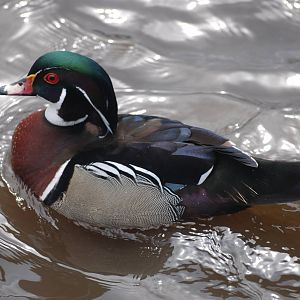 Carolina Wood Duck at Blackbrook, 22/04/12
