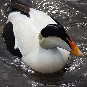 Pacific Eider at Blackbrook, 22/04/12