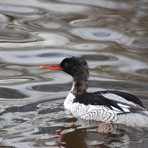 Scaly-sided Merganser at Blackbrook, 22/04/12