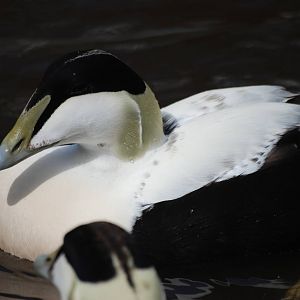 Faroe Eider at Blackbrook, 22/04/12