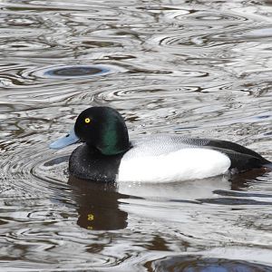 Greater Scaup at Blackbrook, 22/04/12