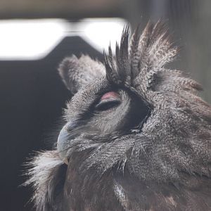 Milky Eagle Owl at Blackbrook, 22/04/12