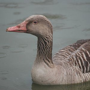 Eastern Greylag Goose at Blackbrook, 22/04/12