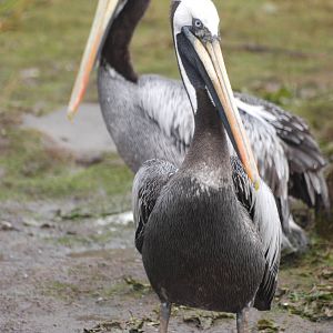 Peruvian Brown Pelicans at Blackbrook, 22/04/12