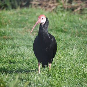Southern Bald Ibis at Blackbrook, 22/04/12
