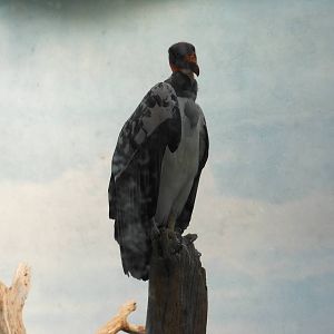 Bronx Zoo- World of Birds- King Vulture #1