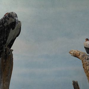 Bronx Zoo- World of Birds- Pair of King Vultures