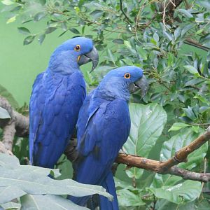 Bronx Zoo- World of Birds- Pair of Hyacinth Macaws