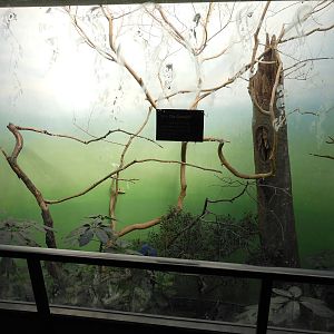 Bronx Zoo- World of Birds- Hyacinth Macaw Exhibit