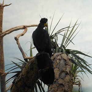 Bronx Zoo- World of Birds- Great Blue Turaco