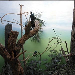 Bronx Zoo- World of Birds- Great Blue Turaco Exhibit