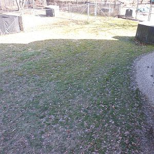 Bronx Zoo- World of Birds- Part 1 of Emu Exhibit Yard