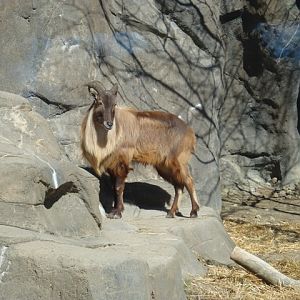 Himalayan Tahr in Legends of the Wild