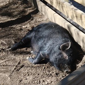 Cletus the Guinea Hog in Farmland