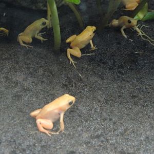 Golden Mantellas in Legends of the Wild