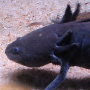 Axolotl in Legends of the Wild