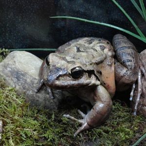 Mountain Chicken Frog in Komodo Kingdom
