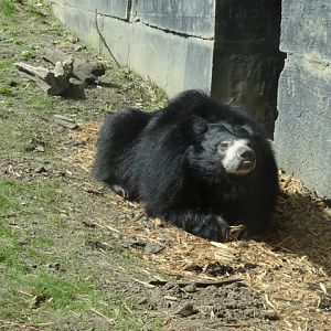 Keesha the Sloth Bear in Tiger Valley