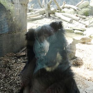 Balawat the Sloth Bear in Tiger Valley