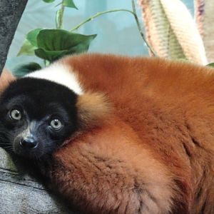 Red Ruffed Lemur in Legends of the Wild