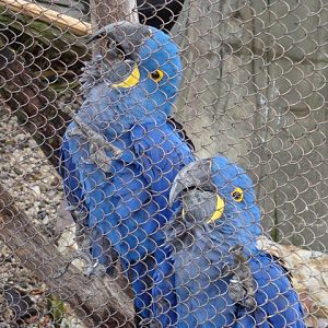 Tupi and Yama, the Hyacinth Macaws in Legends of the Wild
