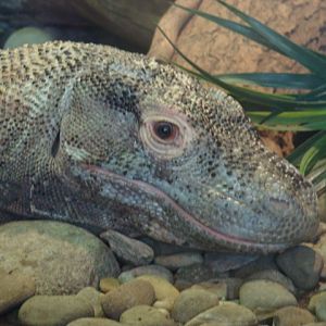 TNT the Komodo Dragon in Komodo Kingdom