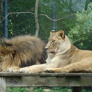 Tamarr and Shani, the African Lions in Tiger Valley