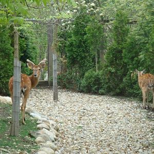 Sika Deers in Legends of the Wild