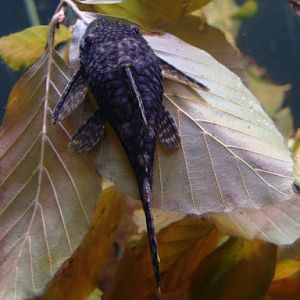 Ancistrus dolichopterus