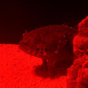 Allenbatrachus grunniens