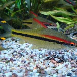Puntius denisonii