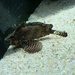 Vespicula depressifrons