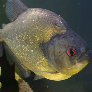 Pygocentrus rhombeus