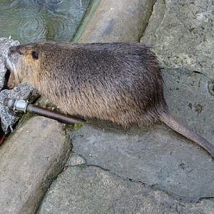 Myocastor coypus