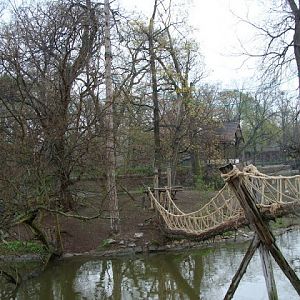 Island Hylobates lar