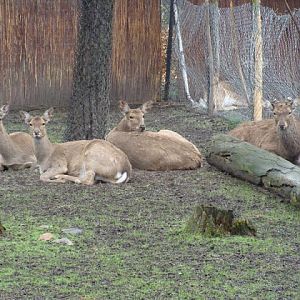 Cervus nippon hortulorum