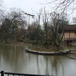 Island Saimiri s. sciureus