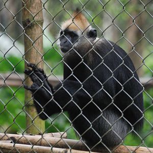Cat Ba Langur at EPRC Cuc Phuong, 10/03/12