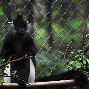 Delacour's Langur at EPRC Cuc Phuong, 10/03/12