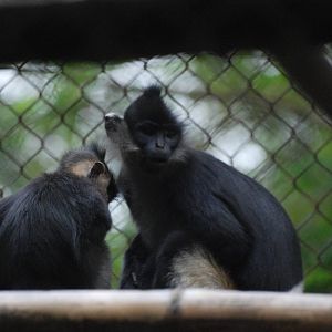 Delacour's Langur and Young at EPRC Cuc Phuong, 10/03/12