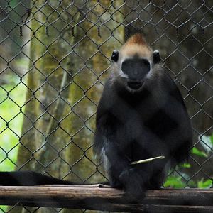 Cat Ba Langur at EPRC Cuc Phuong, 10/03/12
