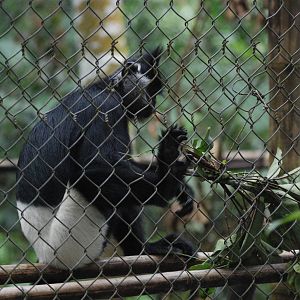 Delacour's Langur at EPRC Cuc Phuong, 10/03/12