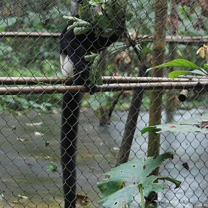 Delacour's Langur at EPRC Cuc Phuong, 10/03/12