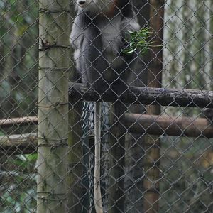Grey-shanked Douc Langur at EPRC Cuc Phuong, 10/03/12
