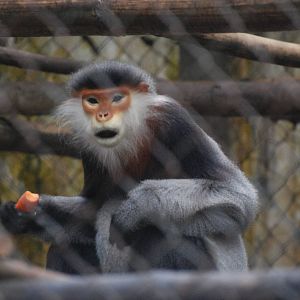 Grey-shanked Douc Langur at EPRC Cuc Phuong, 10/03/12