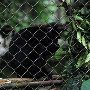 Indochinese Black Langur at EPRC Cuc Phuong, 10/03/12